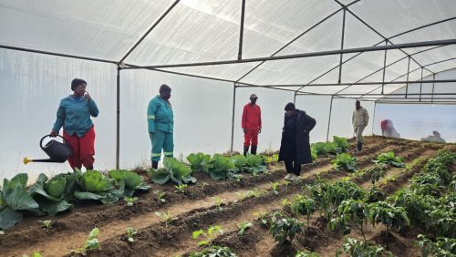 Lui Agri Keiskamahoek branch NSF beneficiaries