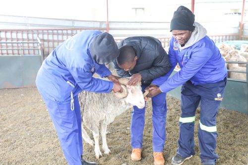 NSF funded animal production beneficiaries