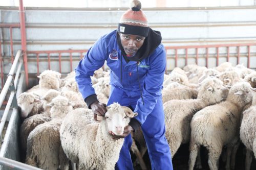 NSF funded animal production beneficiary