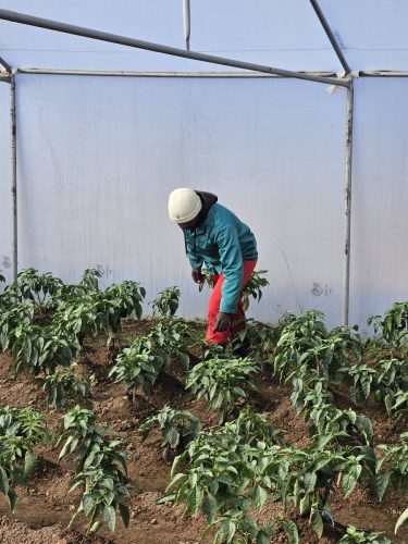 NSF beneficiary tending to her crop. 