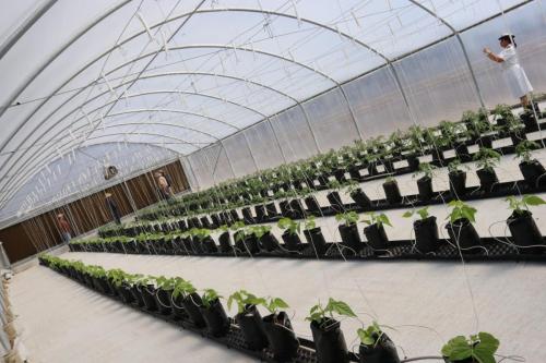 Horticulture greenhouse tunnel, 2022