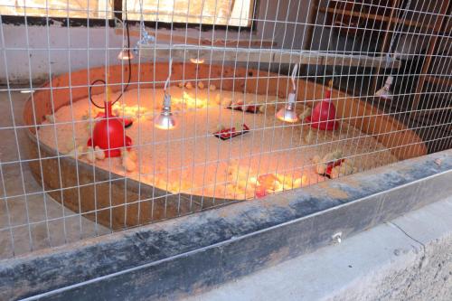 Poultry incubation equipment in, 2022