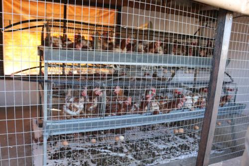 Farmed chickens, 2022
